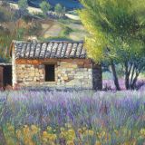 Italy - Print - Tuscan Lavender - 0 canvas available - may be ordered - paper prints available